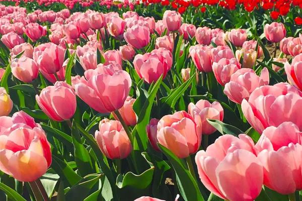 郁金香的品种，有夜皇后、荷兰小姐等