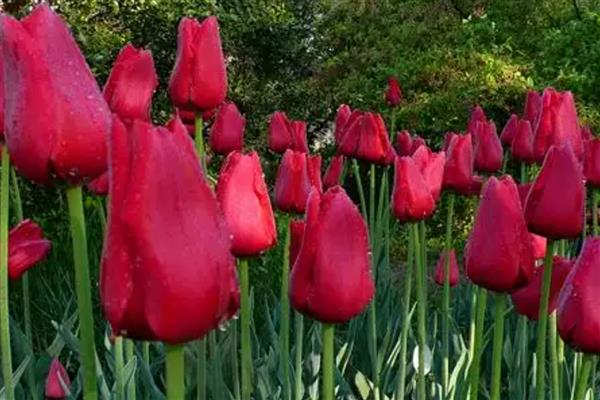 郁金香的品种，有夜皇后、荷兰小姐等