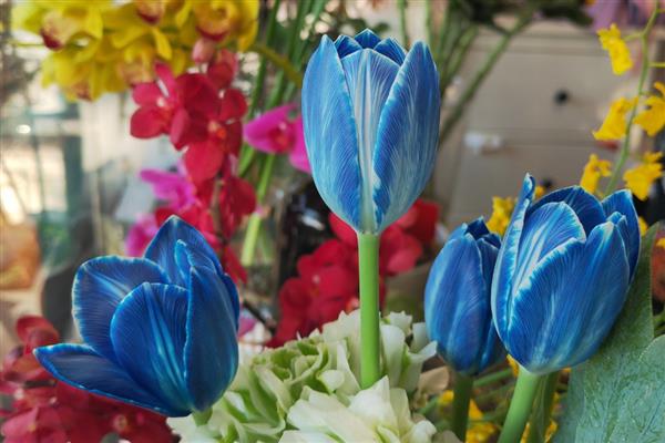 郁金香的品种，有夜皇后、荷兰小姐等