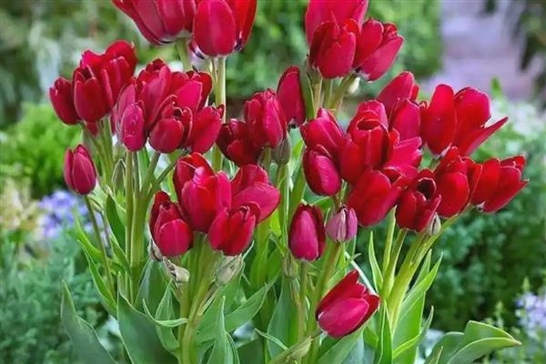 郁金香的品种，有夜皇后、荷兰小姐等
