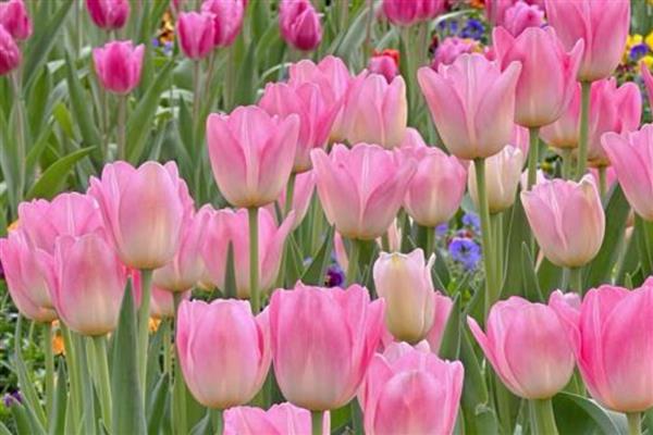 郁金香的品种，有夜皇后、荷兰小姐等