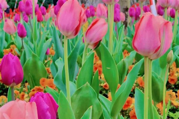 郁金香的品种，有夜皇后、荷兰小姐等