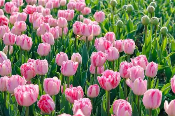 郁金香的品种，有夜皇后、荷兰小姐等