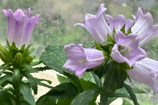 风铃草的花朵与什么相似，看起来就像铃铛