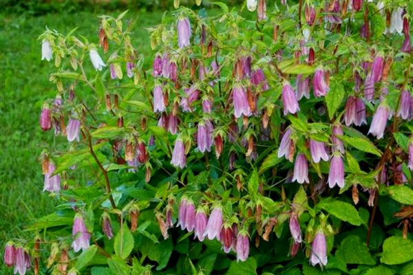 风铃草的花朵与什么相似，看起来就像铃铛