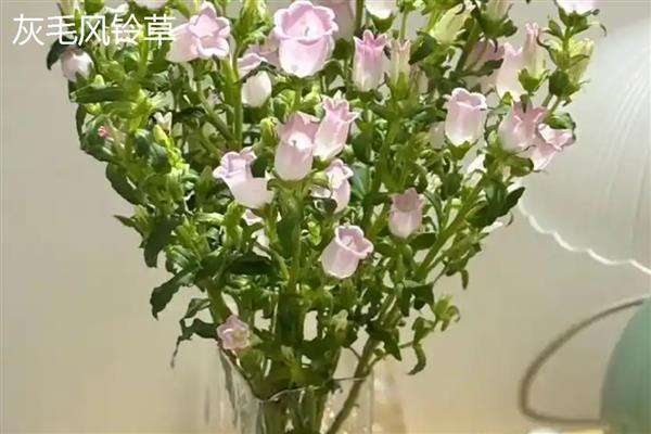 风铃草的花朵与什么相似，看起来就像铃铛