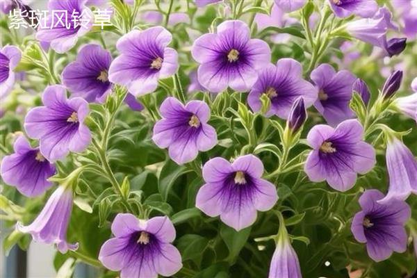 风铃草的花朵与什么相似，看起来就像铃铛