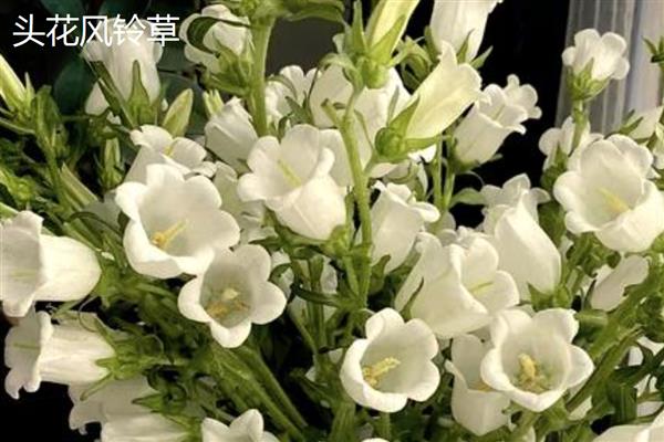 风铃草的花朵与什么相似，看起来就像铃铛