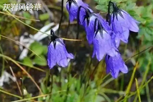 风铃草的花朵与什么相似，看起来就像铃铛