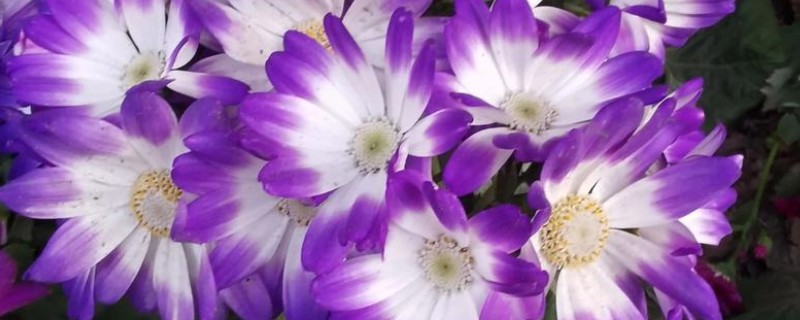 冬天瓜叶菊会冻死吗，瓜叶菊冬天会冻死