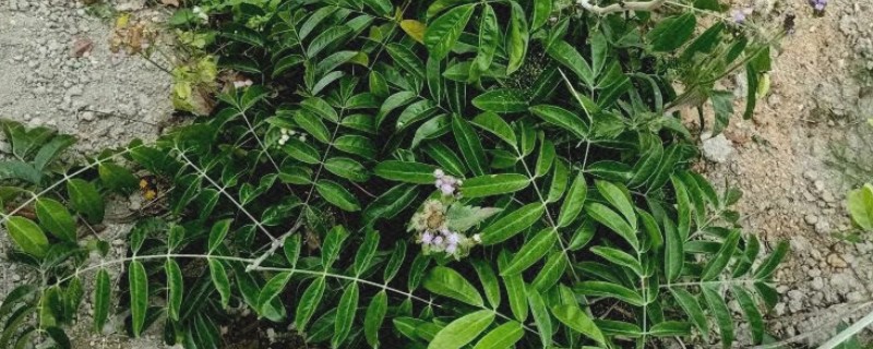 牛大力怎么种植，幼苗长出1-3片真叶时要间苗