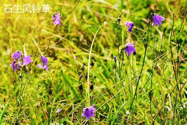 风铃草的花朵与什么相似，看起来就像铃铛