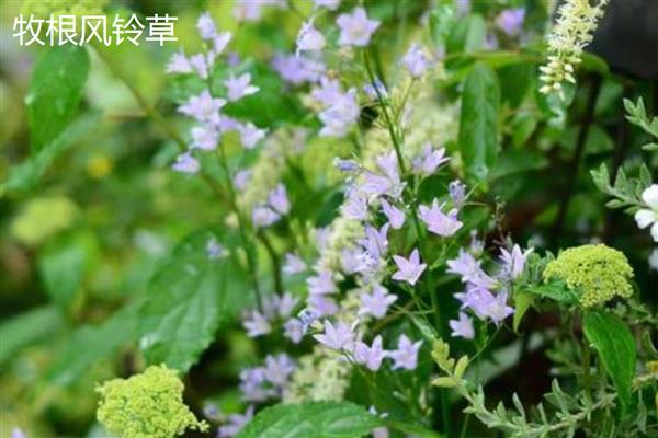风铃草的花朵与什么相似，看起来就像铃铛