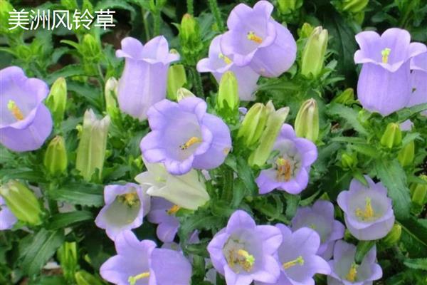 风铃草的花朵与什么相似，看起来就像铃铛