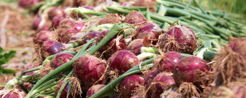 洋葱原产于哪里，很可能是中亚细亚、伊朗等地方