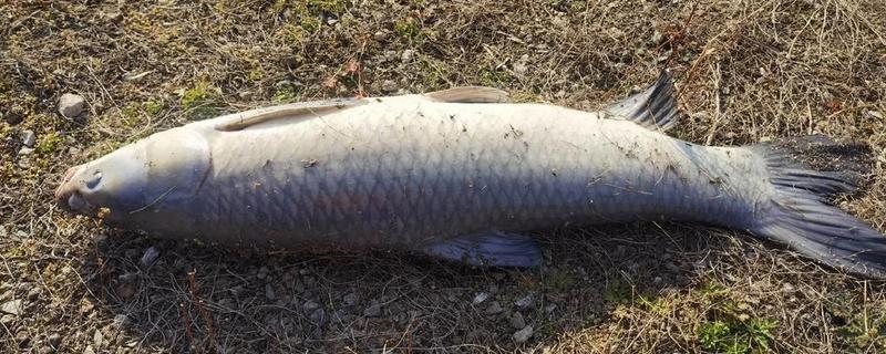 20斤大青鱼的价格，一斤售价12-15元左右