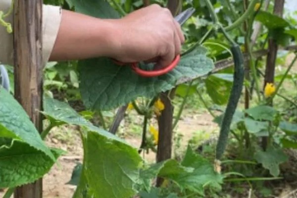 怎么防治黄瓜花打顶，喷施磷酸二氢钾可促进营养生长