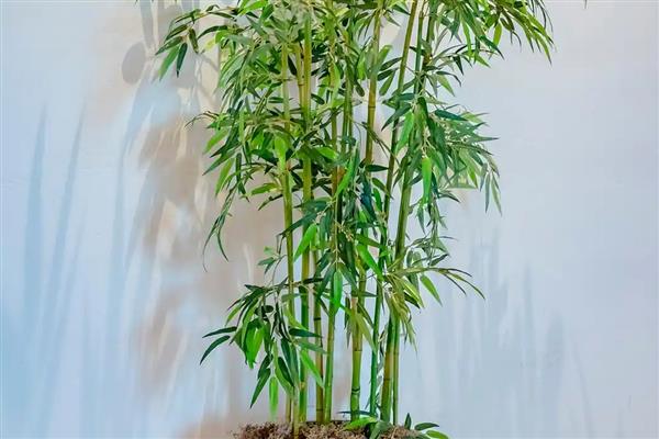 绿竹的养殖方法,浇水时每次都要浇透