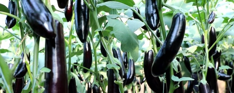 茄子的种植技术，基肥一般以腐熟的农家肥为主