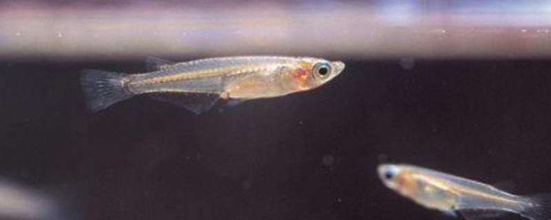 青鳉鱼吃不吃小鱼，会将本种的小鱼当作食物