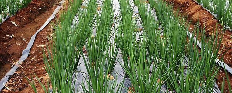 香葱如何种植，要不定期的进行松土处理