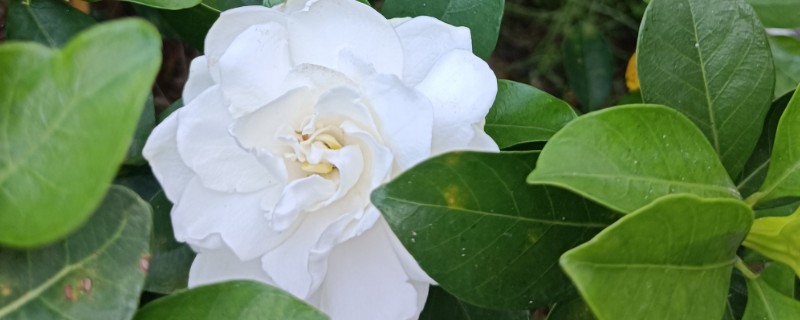 栀子花为什么出现黄叶，可能是缺光、缺水等因素所致