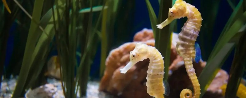 为什么海马是爸爸生孩子，是因为爸爸具有育儿囊