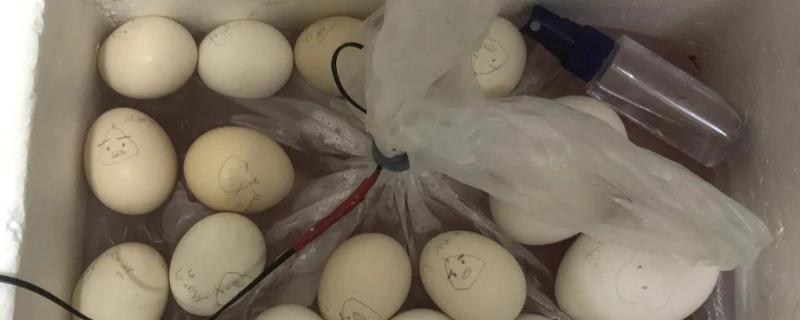 孵蛋器孵蛋的注意事项，机盘中的水位要盖过加热器