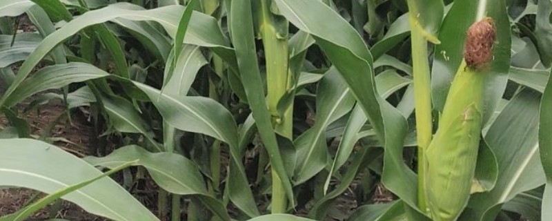 玉米施肥的注意事项，可用优质农家肥做基肥