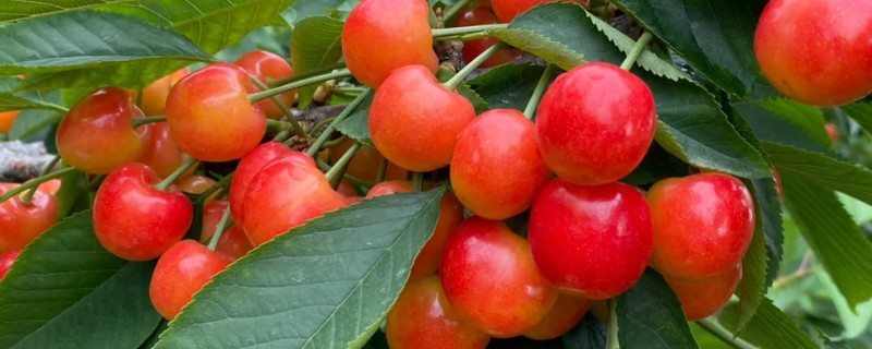 雷尼大樱桃的特点，平均单果重量在8-12克