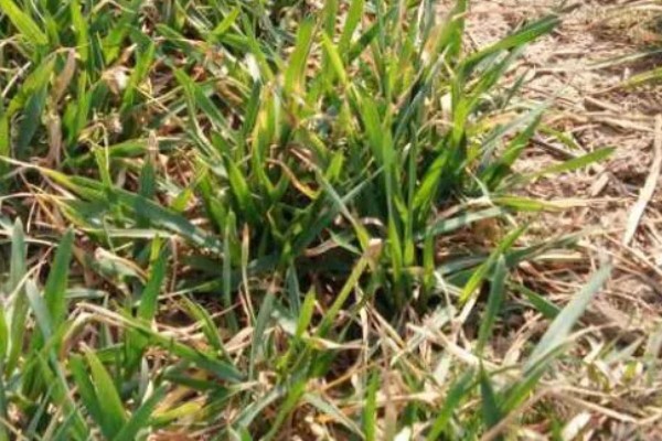 小麦叶子发黄的原因是什么，可能是底肥氮肥少所致