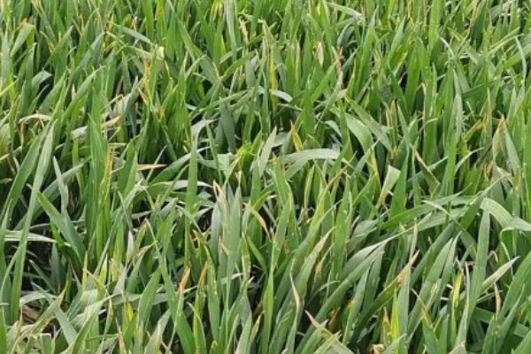 小麦叶子发黄的原因是什么，可能是底肥氮肥少所致