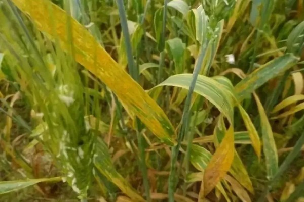 小麦叶子发黄的原因是什么，可能是底肥氮肥少所致