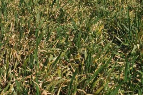 小麦叶子发黄的原因是什么，可能是底肥氮肥少所致