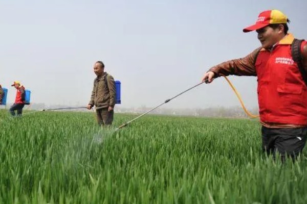 小麦叶子发黄的原因是什么，可能是底肥氮肥少所致
