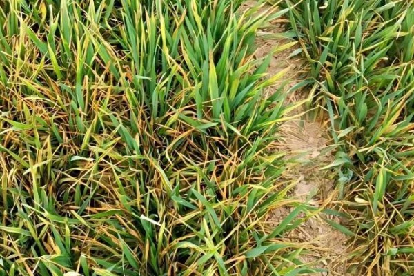 小麦叶子发黄的原因是什么，可能是底肥氮肥少所致