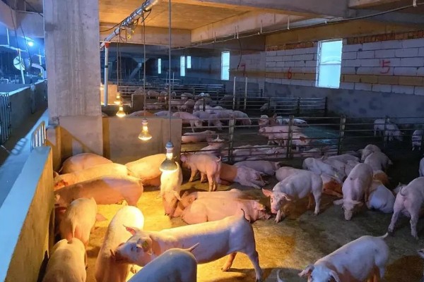 猪圈地面为什么不用铺水泥，主要是考虑到以下4个因素