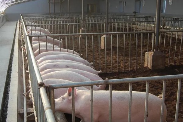 猪圈地面为什么不用铺水泥，主要是考虑到以下4个因素