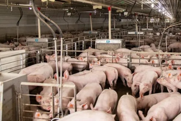 猪圈地面为什么不用铺水泥，主要是考虑到以下4个因素