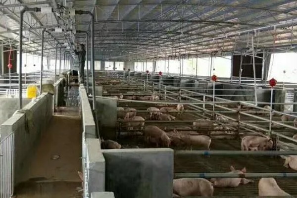 猪圈地面为什么不用铺水泥，主要是考虑到以下4个因素