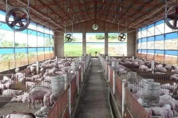 猪圈地面为什么不用铺水泥，主要是考虑到以下4个因素