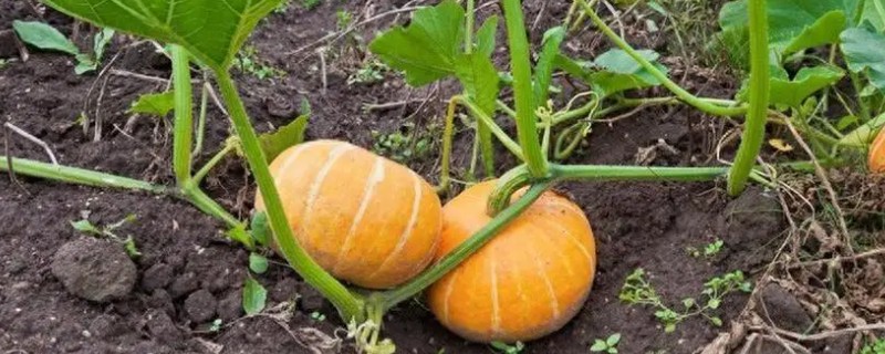 南瓜斑点病的危害症状，主要危害叶片和花轴