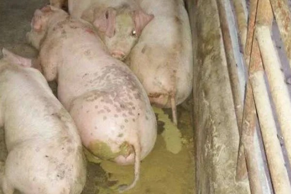 猪圈地面为什么不用铺水泥，主要是考虑到以下4个因素