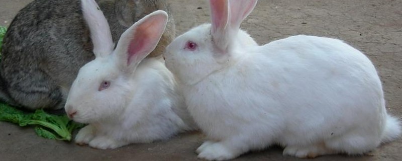 肉兔怎么配种，将公兔和母兔放在笼中会自然交配