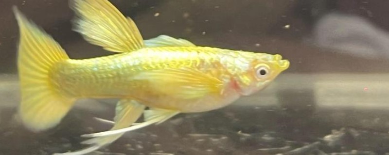 孔雀鱼喜欢酸性水还是碱性水，喜欢弱碱性的硬水