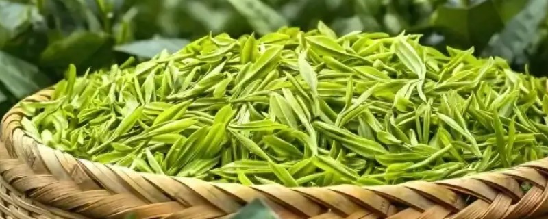 绿茶的品种，常见的有碧螺春、松峰绿茶等