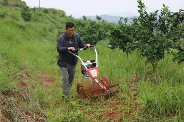 沃柑种植管理及技术，定期中耕除草