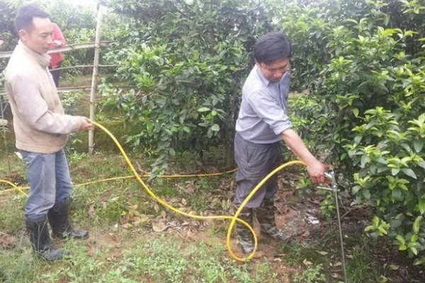 沃柑种植管理及技术，定期中耕除草