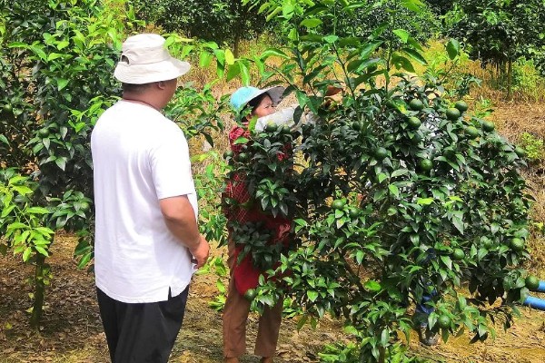 沃柑种植管理及技术，定期中耕除草