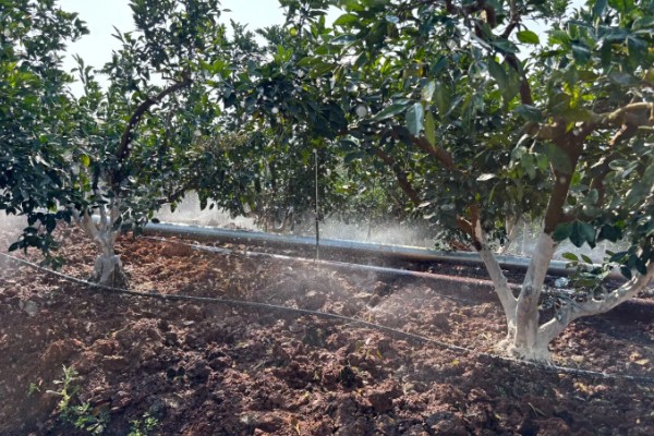 沃柑种植管理及技术，定期中耕除草